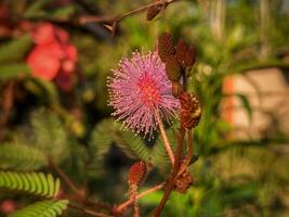 Mimosa flower, wild flower photo