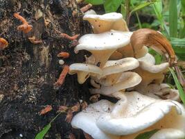 mushrooms in the forest photo