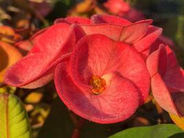 Crown of Thorns, close up flowers wildflowers photo