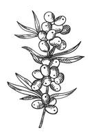 buckthorn plant ink sketch with engraving hand drawn vector illustration. Drawing orange berries isolated on white background for logo, print, paper, design, card. Food, harvest, fruit