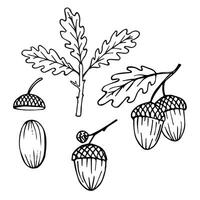 Acorn tree ink sketch hand drawn set collection with oak plants acorns, fruit and leaf, vector illustration on isolated background. Design element for print, logo, card, label, paper, poster, wrapping