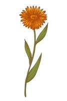Calendula flower hand drawn with engraved plant on isolated background vector illustration. Botanical vintage sketch of medical cosmetic floret marigold for print, paper, tattoo, label, card