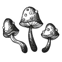 Amanita mushroom ink sketch with engraving hand drawn vector illustration. Drawing of toadstool, fly agaric, magic mushroom symbol, isolated on white background for logo, print, paper, design, card