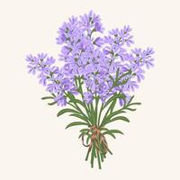 mano dibujado vector ilustración de Violeta lavanda flores ramo de flores