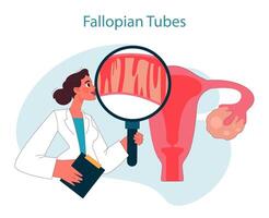 Fallopian tubes. Doctor examining fallopian tubes using magnifying glass. vector