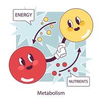 Endocrine system function. Cellular metabolism. Biochemical reaction vector