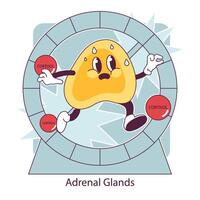 Endocrine system organ. Human gland function. Adrenal gland. Human vector