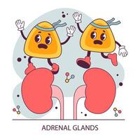 Endocrine system organ. Human gland function. Adrenal gland. Human vector