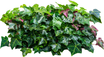 AI generated Variegated Ivy Leaves Against png