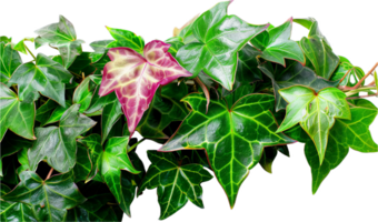 AI generated Variegated Ivy Leaves Against png