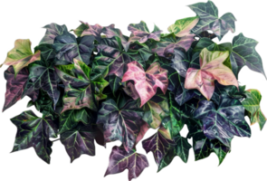 AI generated Variegated Ivy Leaves Against png
