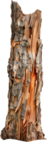 AI generated Weathered Log with Peeling Bark Texture png