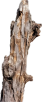 AI generated Weathered Log with Peeling Bark Texture png