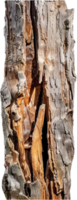 AI generated Weathered Log with Peeling Bark Texture png