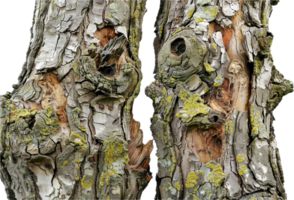 AI generated Weathered Log with Peeling Bark Texture png