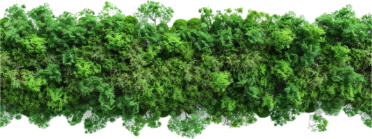 AI generated Lush Greenery Wall for Garden Decoration png