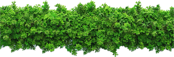 AI generated Lush Greenery Wall for Garden Decoration png