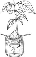 Vector illustration, hand drawn avocado seeds in a glass of water for germination. Avocado sprout from a seed with leaves