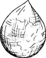 graphic vector image of an avocado fruit pit, hand drawn.