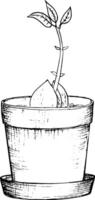 Vector illustration, hand drawn avocado seeds in a glass of water for germination. Avocado sprout from a seed with leaves