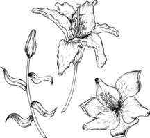 Graphic vector illustration of buds and petals of a lily. Black and white hand drawing.