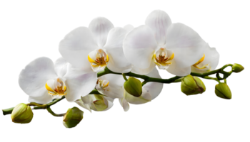 AI generated Blooming White tropical orchids bunch png