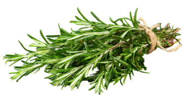 AI generated Fresh rosemary branch png