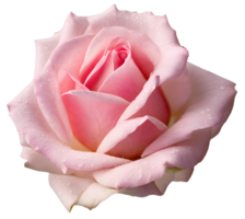 AI generated Blooming pink rose flower and water dew drops. Valentine day png