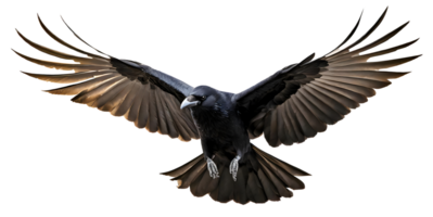 ai généré noir corbeau corbeau chasser des oiseaux avec propager ailes png