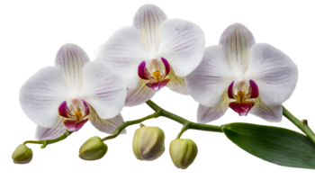 AI generated Blooming White tropical orchids bunch png