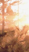 Sonnenuntergang oder Dämmerung im ein Kiefer Wald im Frühling oder früh Sommer- video