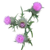 Twig with thistle flowers- png