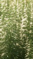 monocoltura di canapa erba marijuana piantagione video