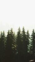 sunlight in spruce forest in the fog on the background of mountains at sunset video