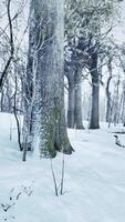 tall träd täckt med snö på frostig kväll video