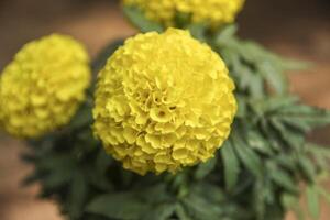 amarillo tagetes erecto, sarna gigante foto