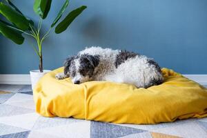 cute bichon frise dog sitting on yellow pet bed over blue wall background at home photo