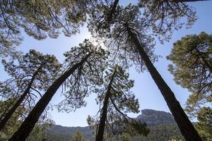 paisajes y caminos de el hermosa naturaleza de el sierra Delaware cazorla, jaén, España. naturaleza vacaciones concepto. foto