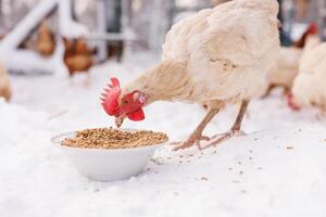 chicken eats feed and grain at an eco-poultry farm in winter, free-range chicken farm photo