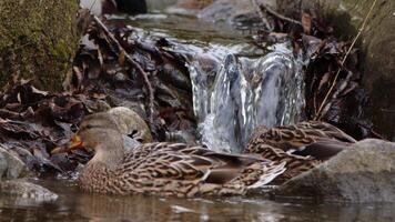 Animal Ducks and Waterfall Creek video