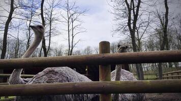 Animal Bird Ostrich in Barn video