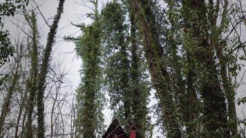 vecchio di legno villaggio Casa nel foresta video