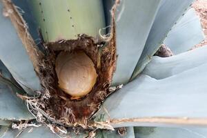 Hole in an agave maguey pulquero plant to obtain pulque in Mexico photo