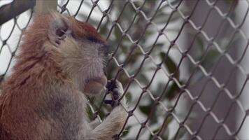 zoet zoogdier dier aap in dierentuin video