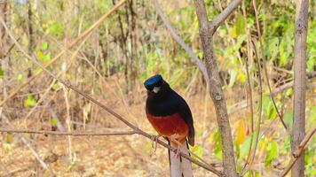 uropígio branco shama, copísico malabaricus, empoleirado em uma filial, tem uma lustroso azul preto cabeça e partes superiores com conspícuo branco alcatra e grandes enegrecido cauda, pássaros este engraçado animais video