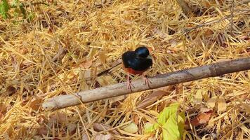 rabadilla blanca shama, copsico malabaricus,encaramado en un rama, tiene un lustroso azul negro cabeza y partes superiores con conspicuo blanco grupa y largo negruzco cola, pájaros ese gracioso animales video