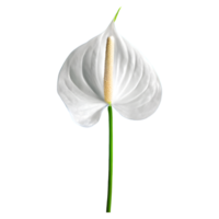 AI generated Spadix, white anthurium flower isolated on transparent background png