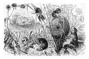 Dwarf mouse Mus minutus and its nest, vintage engraving. photo