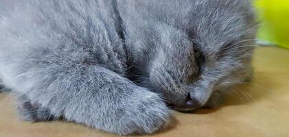 Cute gray kitten or grey cat sleeping on floor with copy space. Pet and animal with selective focus. photo