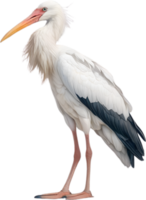 ai generiert Weiß Storch , Nahansicht Buntstift skizzieren von ein Weiß Storch, Ciconia Ciconia. png